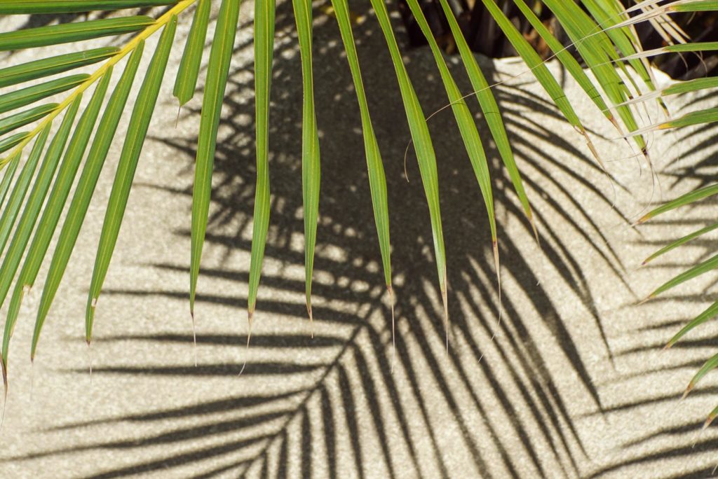 grünnes langes schmales Palmenblatt mit eine schattenwurf auf beigem Hintergrund